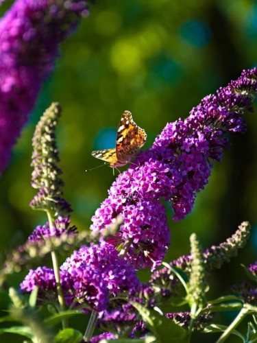 Budleja-Magenta-Munchkin (1).webp