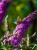 Budleja-Magenta-Munchkin (1).webp