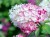 Hortensja-Diamond-Rouge-1.jpg
