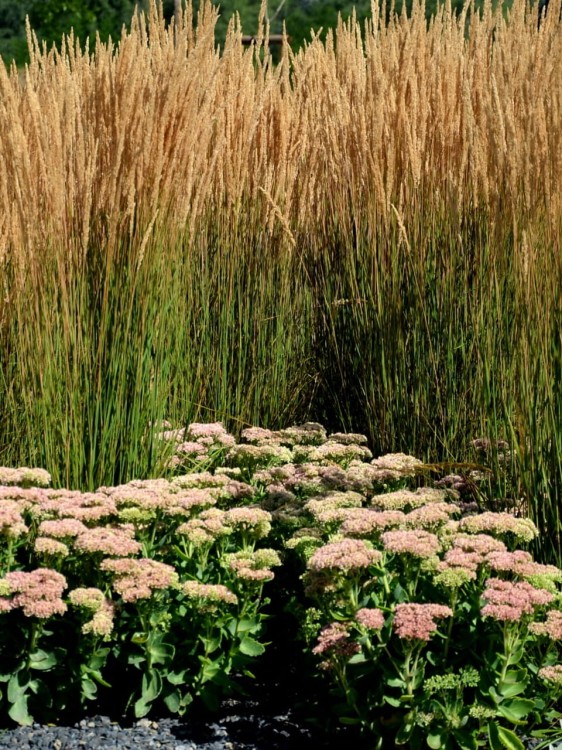 Trzcinnik ostrokwiatowy Karl Foerster calamagrostis acutiflora.jpg