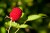 shutterstock_155400821.jpg