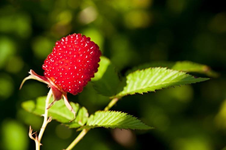 shutterstock_155400821.jpg