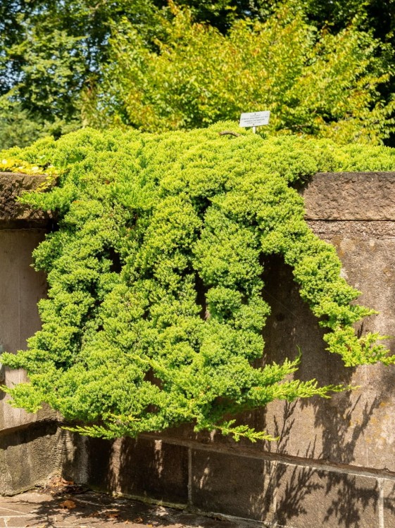 Jałowiec rozpostarty Nana.jpg