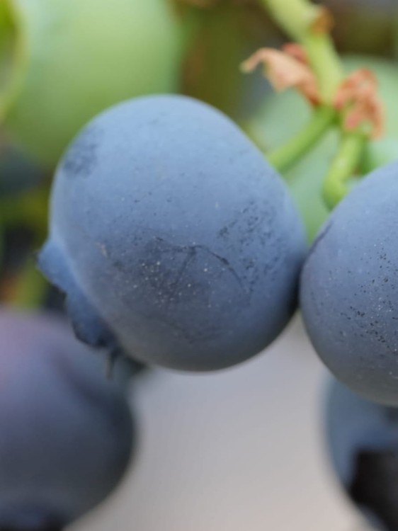 Borówka amerykańska Patriot bardzo wczesna.jpg