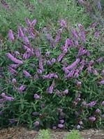 Budleja Dawida Lawender Cupcace.jpg