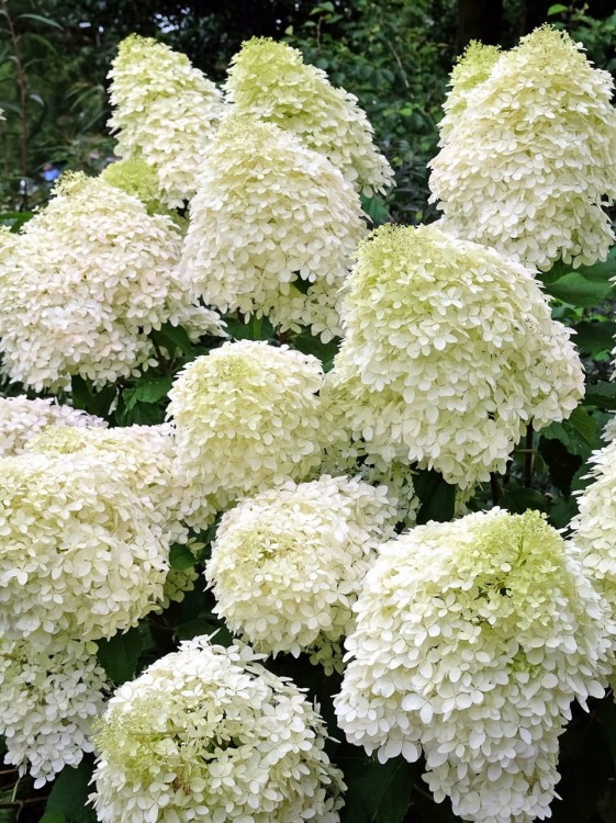 Hortensja Phantom.jpg