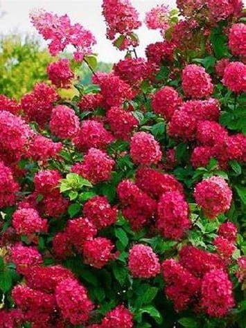 Hortensja Wims Red.jpg