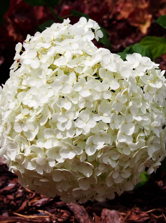 Hortensja drzewiasta Strong Annabelle.jpg