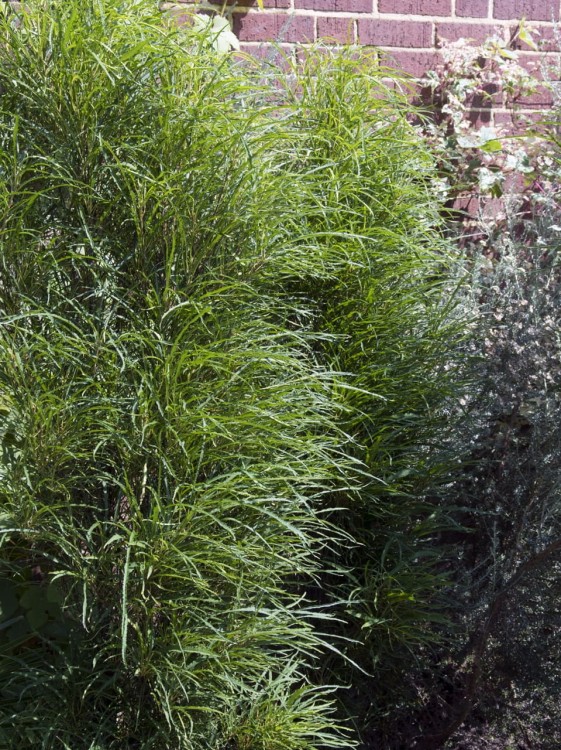 Kruszyna pospolita Fine Line.jpg