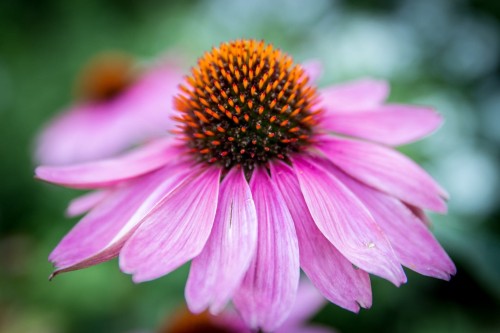 echinacea-purpurea.jpg