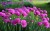 shutterstock_1407300353 — kopia.jpg
