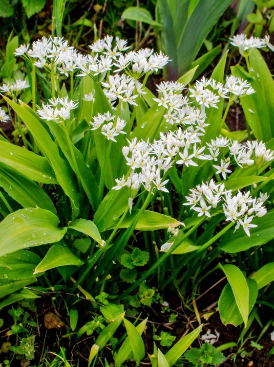 Czosnek niedźwiedzi allium ursinum.jpg