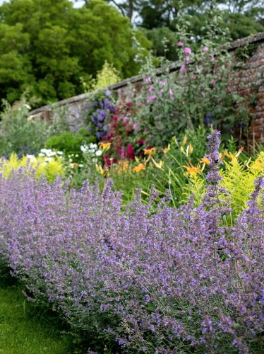 Kocimiętka faassenii Walkers low.jpg