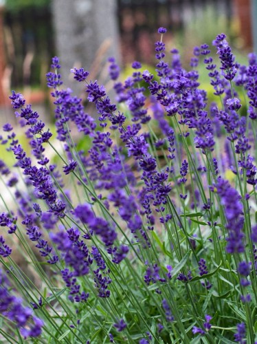 Lawenda Ellegance Purple.jpg
