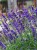 Lawenda Ellegance Purple.jpg