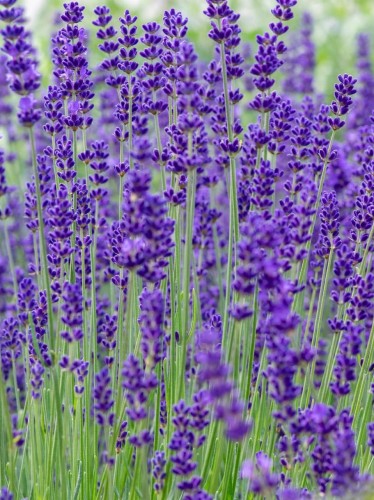 Lawenda Montagnac Blue.jpg