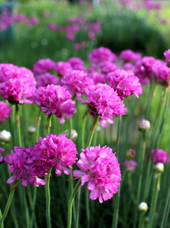 Zawciąg Rosea armeria maritima Rosea.jpg