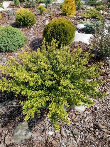 Ostrokrzew Golden gem.jpg