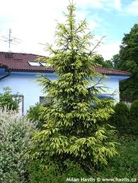 aureospicata.jpg