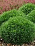 Sosna górskaVarella.jpg