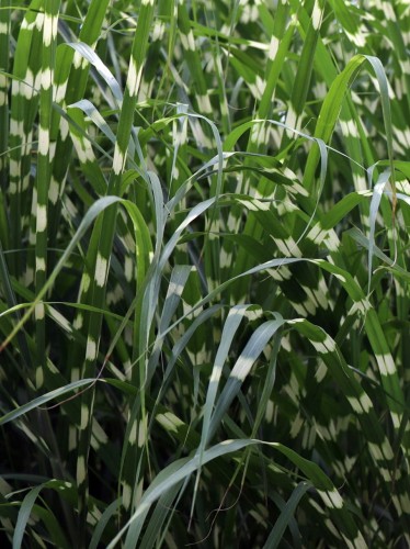 Miskant chiński Little Zebra.jpg