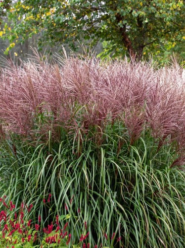 Miskant chiński Punktchen.jpg