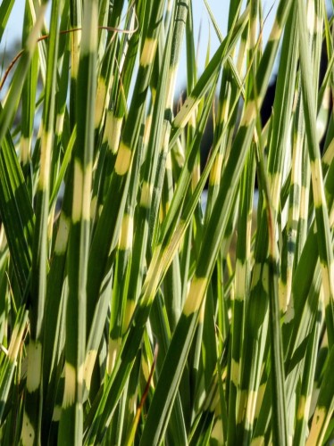 Miskant chiński Zebrinus.jpg