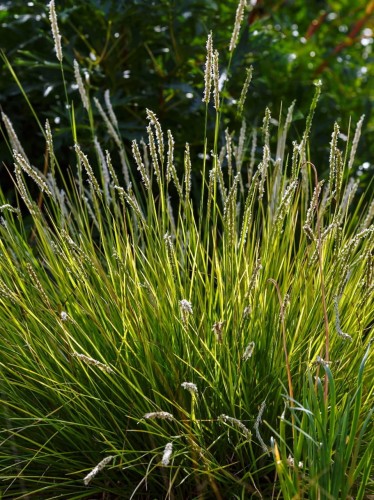 Sesleria jesienna sesleria autumnalis.jpg