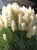 Trawa pampasowa Cortaderia seloana.jpg