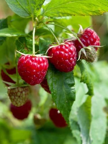 Malina czerwona Vetten.jpg