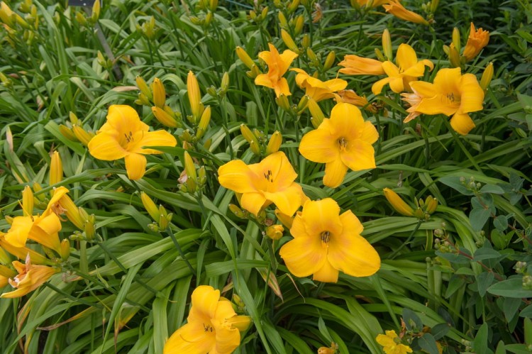 liliowiec chicago sunrice.jpg