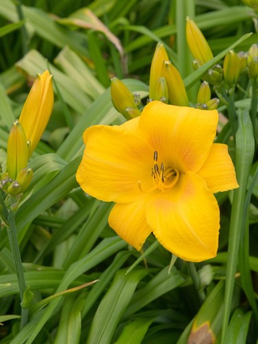 liliowiec chicago sunrice2.jpg