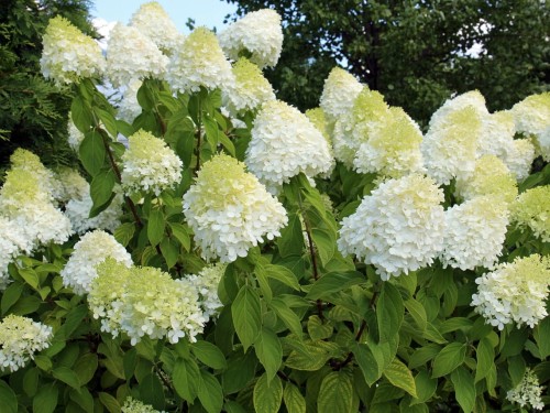 Hortensja Lime Light.jpg
