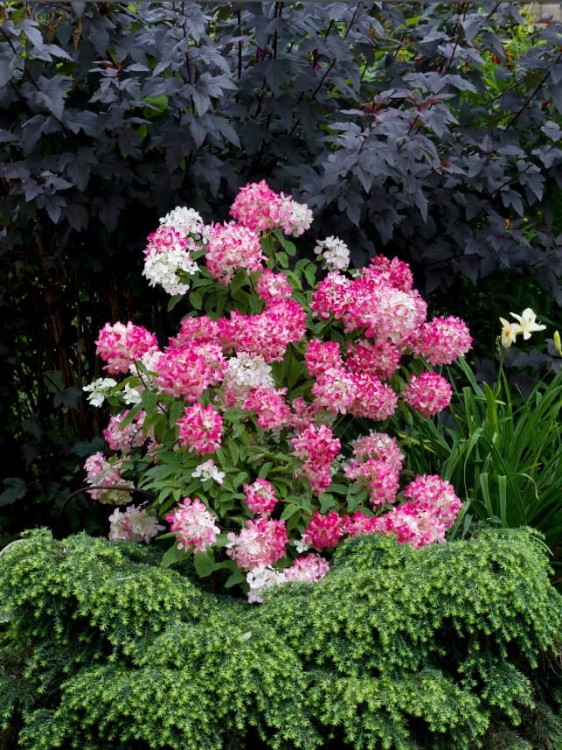 Hortensja Diamond Rouge 2.jpg