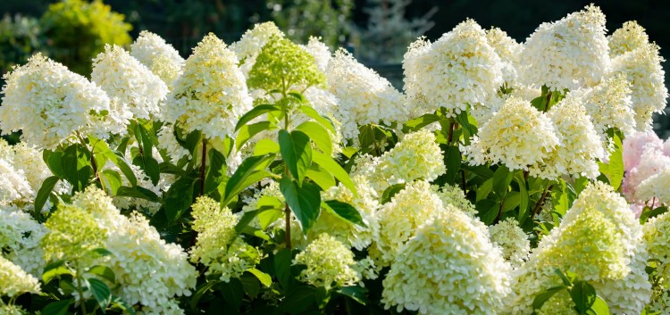 shutterstock_2198549765.jpg