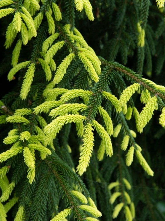 Świerk kaukaski Aureospicata 1.jpg