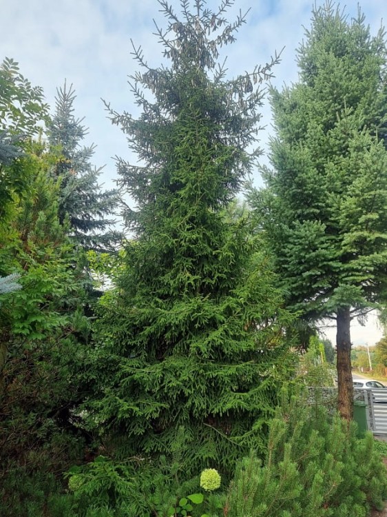Świerk kaukaski Aureospicata.jpg