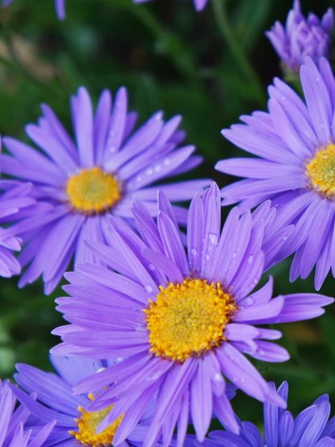 Aster alpejski Goliath.jpg