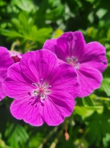 Bodziszek czerwony Vision Violet.jpg