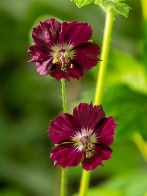 Bodziszek żałobny Raven.jpg