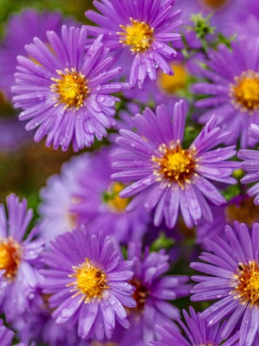 Aster krzaczasty Herbstgruss Von Bresserhof.jpg