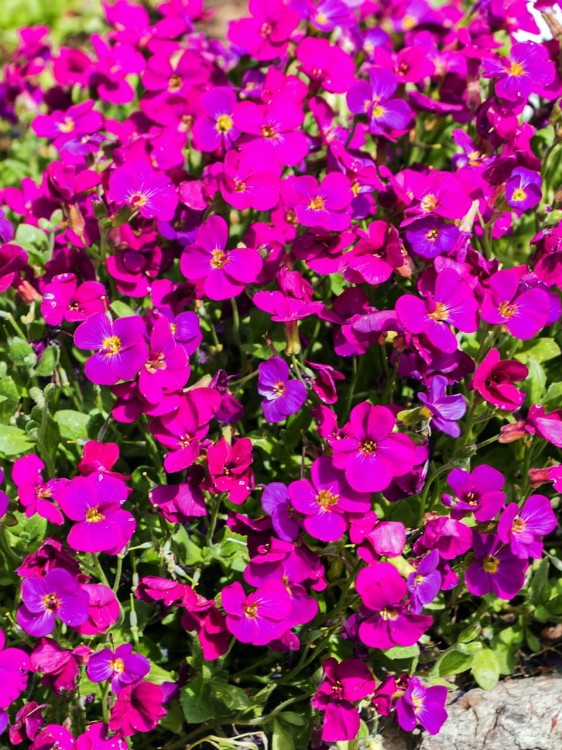 Gęsiówka kaukaska Little Treasure Deep Rose.jpg