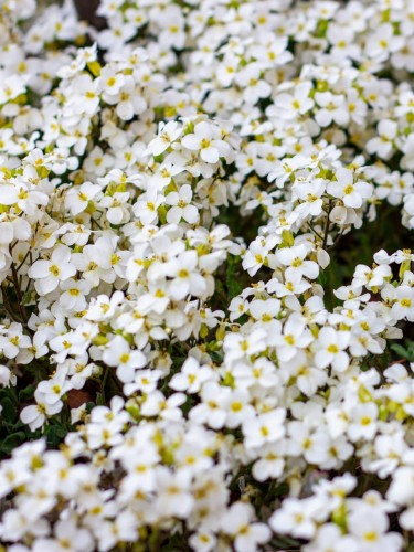 Gęsiówka kaukaska Little Treasure White.jpg