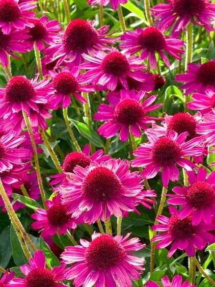 Jeżówka purpurowa Bright Rose.jpg