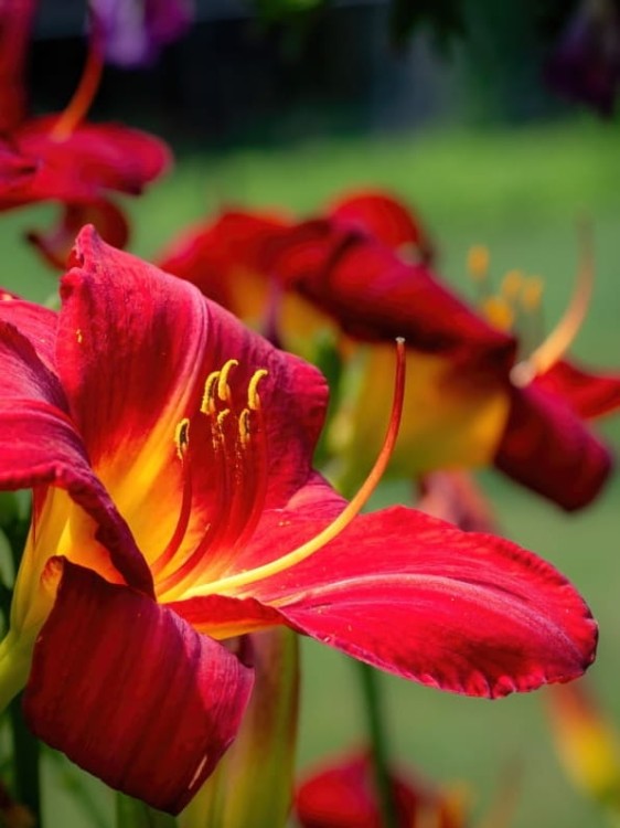 Liliowiec Crimson Pirate.jpg