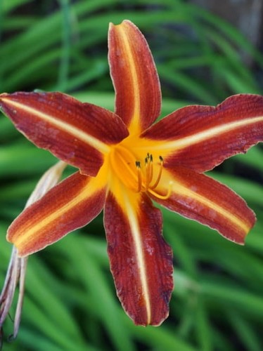 Liliowiec Red Braun.jpg