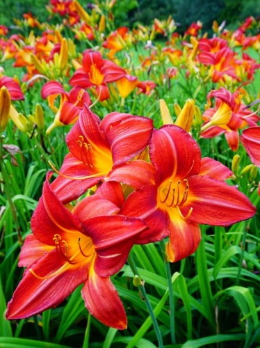 Liliowiec Red Pinocchio.jpg