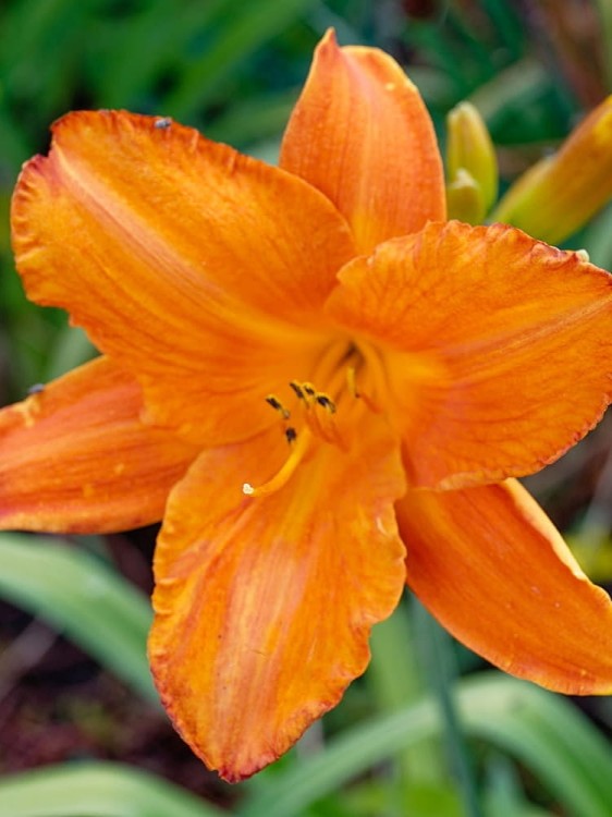 Liliowiec Rocket City.jpg