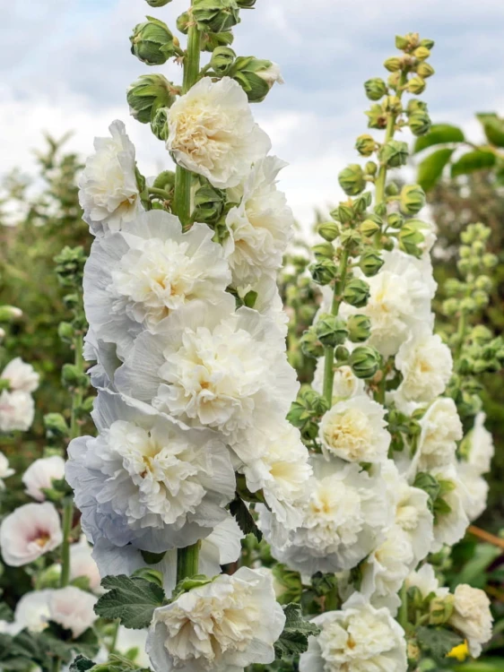 Malwa Chaters Weiss.jpg