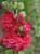 Malwa Chaters Rot.jpg